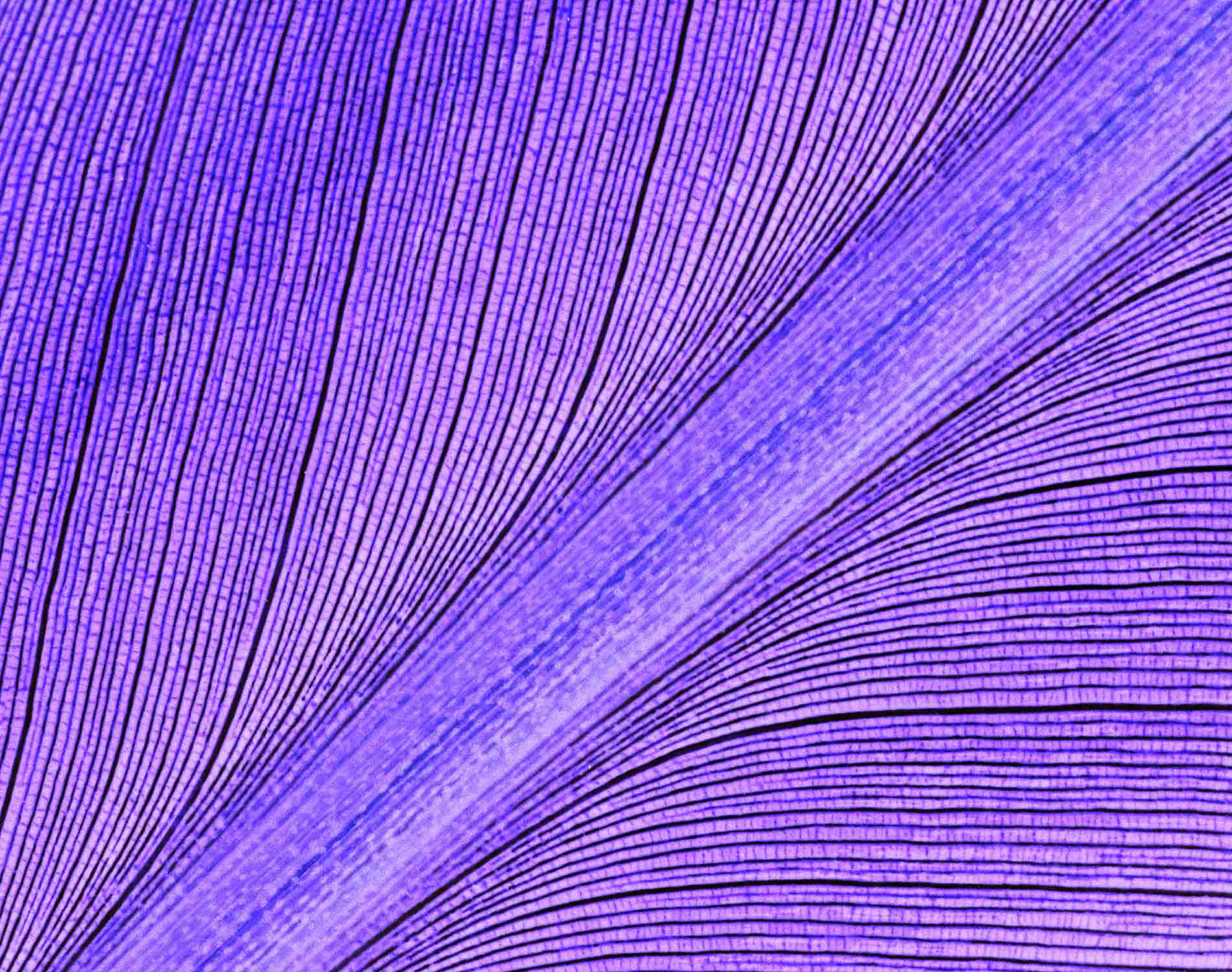 Highway to Homes the role of infrastructure in housing development